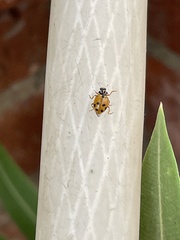 Hippodamia variegata