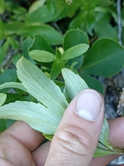 Traversia baccharoides