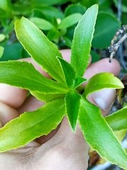 Traversia baccharoides