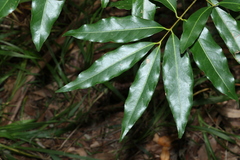 Cinnamomum oliveri