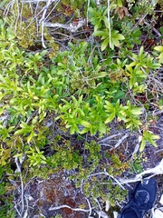 Traversia baccharoides