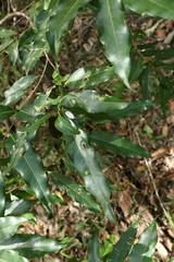 Cinnamomum oliveri