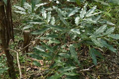 Cinnamomum oliveri