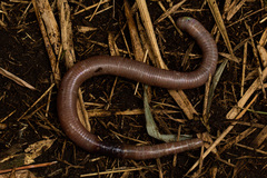 Lumbricidae
