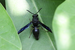 Anterhynchium flavomarginatum