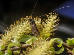 Nemophora raddei