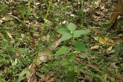 Acalypha nemorum