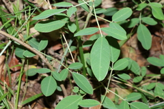 Grona nemorosa