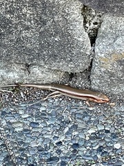 Plestiodon japonicus