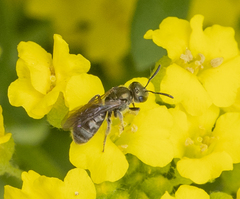 Lasioglossum nitidulum