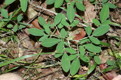 Grona nemorosa