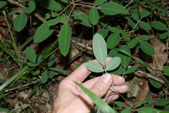 Grona nemorosa