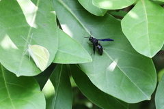 Anterhynchium flavomarginatum