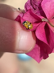 Hippodamia variegata