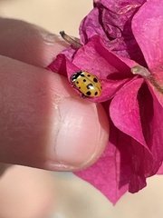 Hippodamia variegata