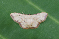 Idaea craspedota