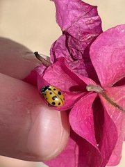 Hippodamia variegata