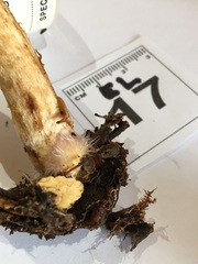 Cortinarius perfoetens