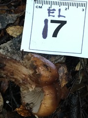 Cortinarius perfoetens