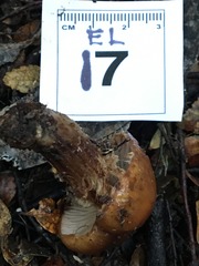 Cortinarius perfoetens