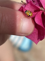 Hippodamia variegata