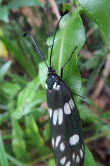 Eterusia aedea formosana