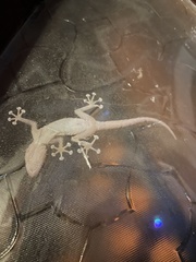 Ptyodactylus hasselquistii