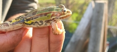 Pelophylax lessonae