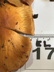 Cortinarius perfoetens