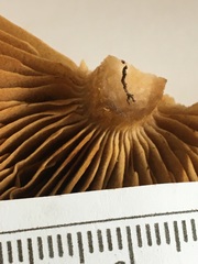 Cortinarius perfoetens