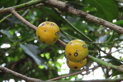 Diospyros maritima