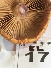 Cortinarius perfoetens