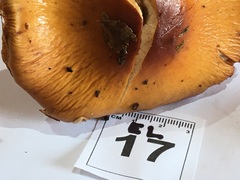 Cortinarius perfoetens