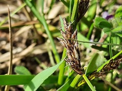 Carex stenophylla