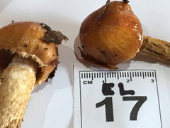 Cortinarius perfoetens