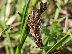 Carex stenophylla