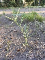 Lathyrus graminifolius