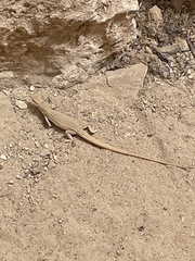 Acanthodactylus boskianus