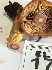 Cortinarius perfoetens