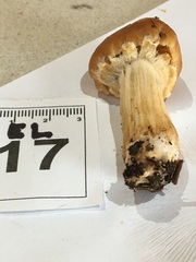 Cortinarius perfoetens