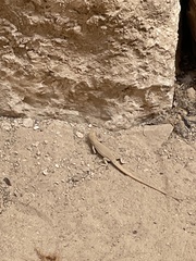 Acanthodactylus boskianus