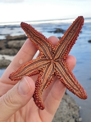Uniophora granifera