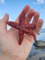 Uniophora granifera