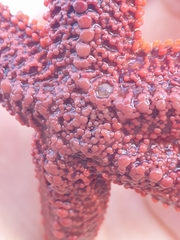 Uniophora granifera