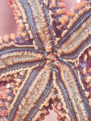 Uniophora granifera
