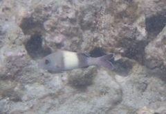 Parupeneus insularis