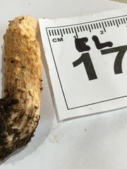 Cortinarius perfoetens