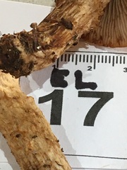 Cortinarius perfoetens