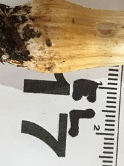 Cortinarius perfoetens