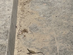 Trachylepis quinquetaeniata